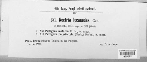 Nectriopsis image